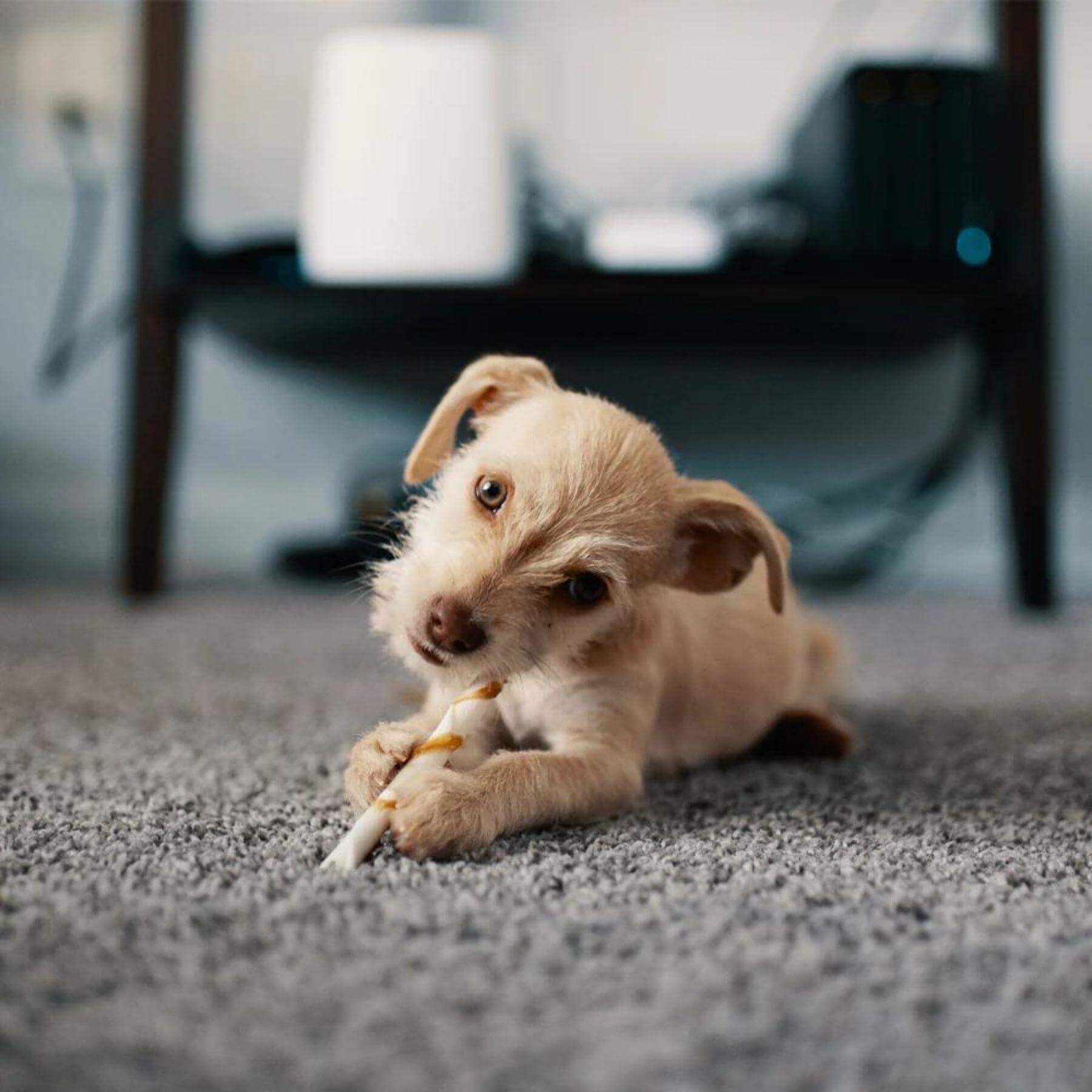 Chicago Grey Shaggy Rug